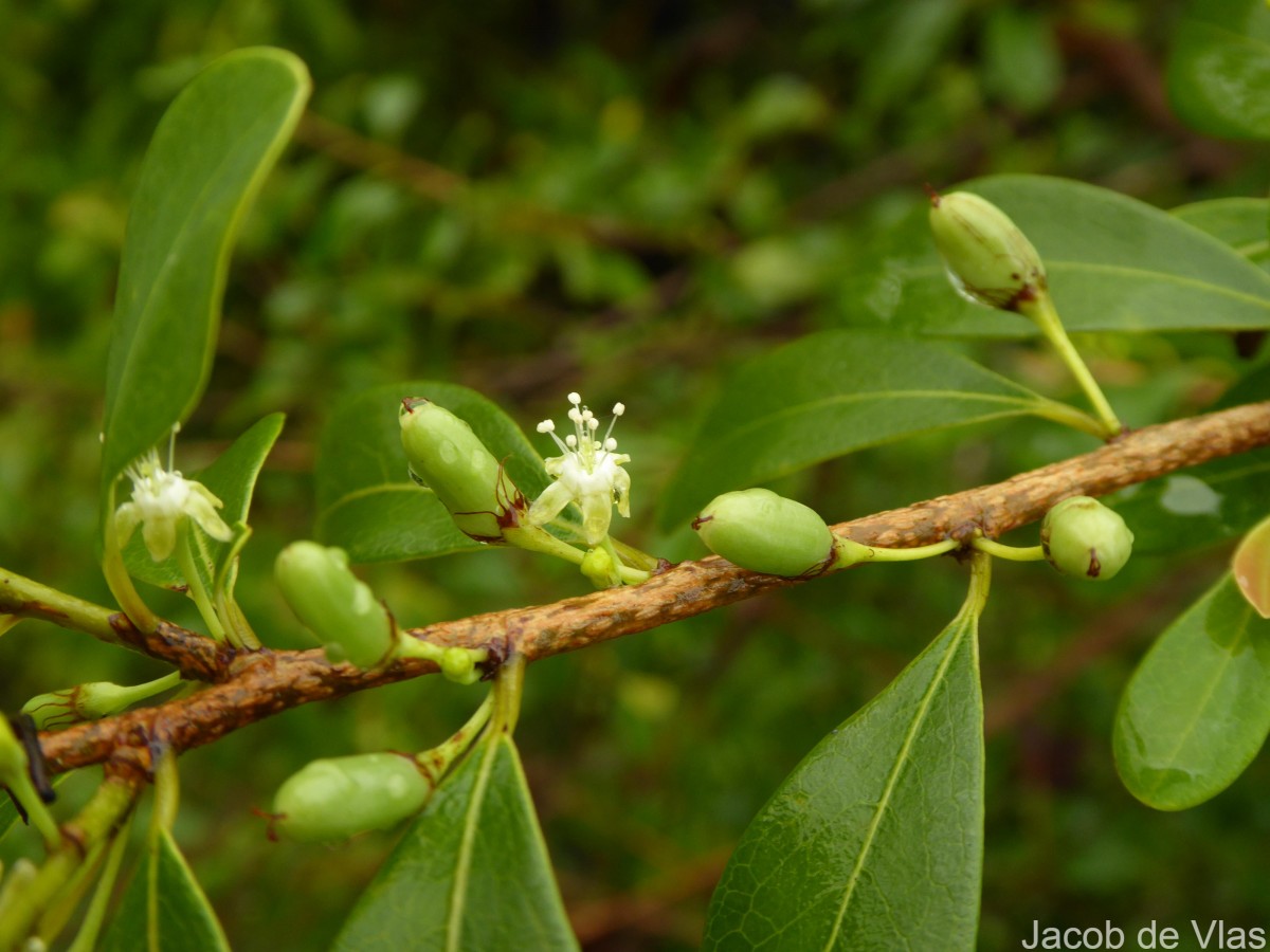 Erythroxylum monogynum Roxb.